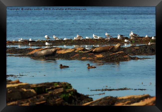 BLENDING IN Framed Print by andrew saxton