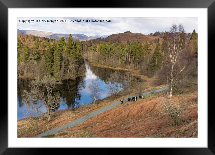 Tarn Hows Views And The Belted Galloway's Framed Mounted Print by Gary Kenyon