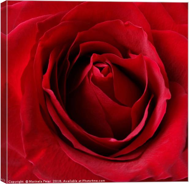 deep red rose Canvas Print by Marinela Feier