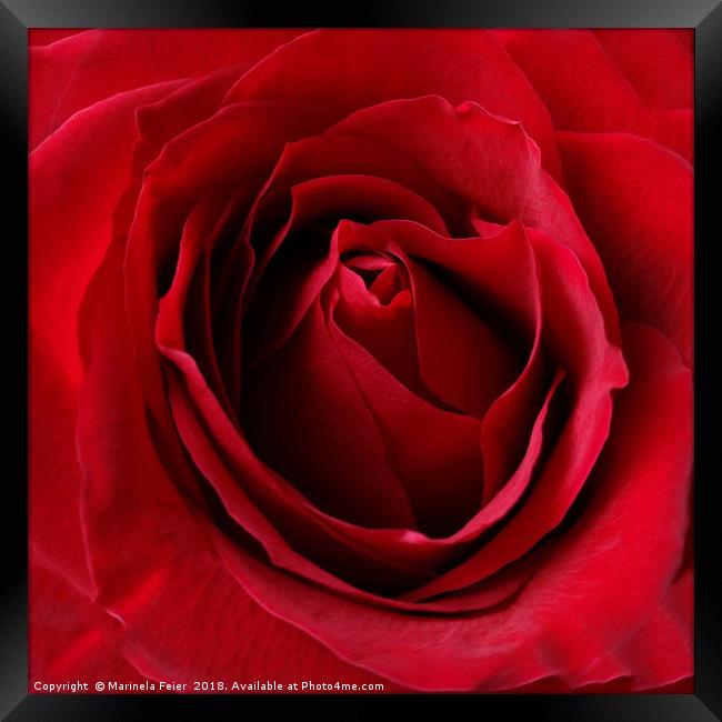 deep red rose Framed Print by Marinela Feier