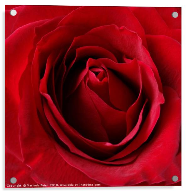 deep red rose Acrylic by Marinela Feier