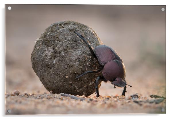 Busy beetle 2 Acrylic by Villiers Steyn