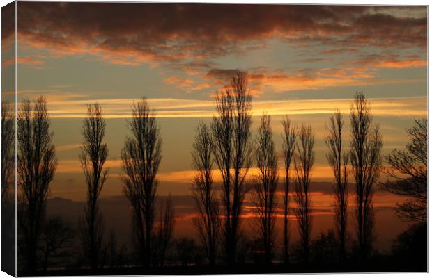 Trees at Sunset Canvas Print by Trevor Coates