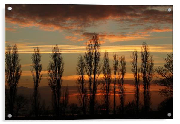 Trees at Sunset Acrylic by Trevor Coates