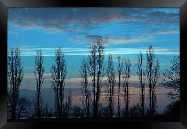 Row of trees silhouetted at sunset Framed Print by Trevor Coates