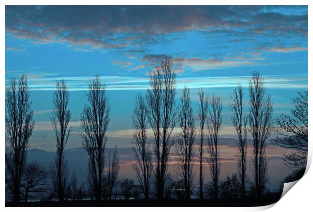 Row of trees silhouetted at sunset Print by Trevor Coates