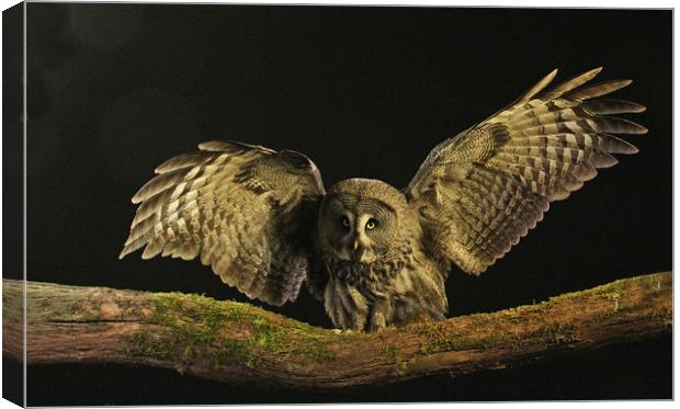 Great Grey Owl Canvas Print by Trevor Coates