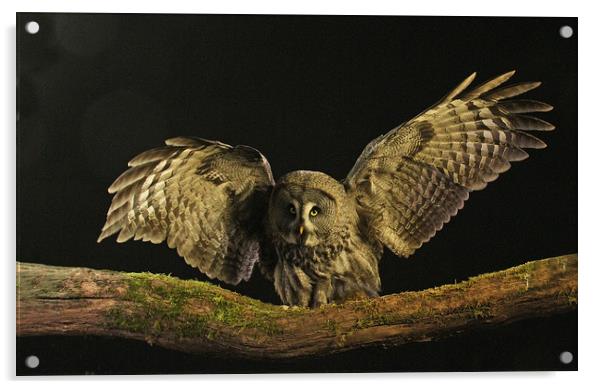 Great Grey Owl Acrylic by Trevor Coates