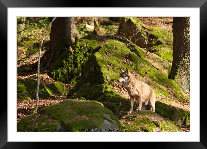 Eurasian Grey Wolf  Framed Mounted Print by Lisa Louise Greenhorn