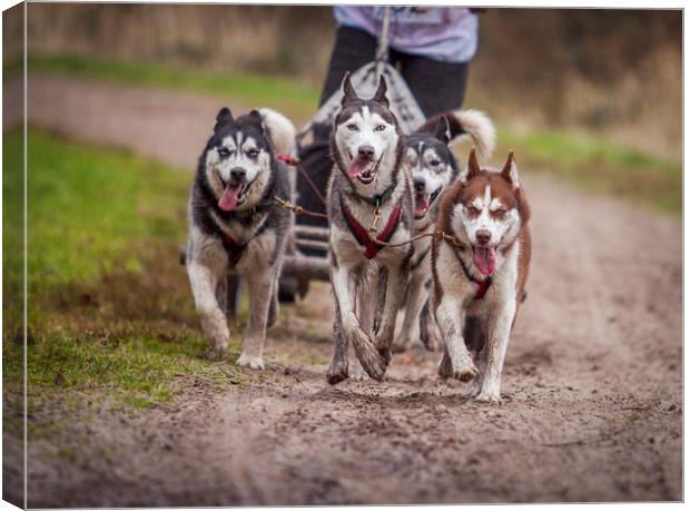 Siberian huskies during a race Canvas Print by Hamperium Photography
