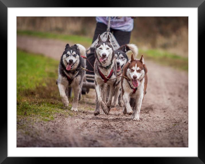 Siberian huskies during a race Framed Mounted Print by Hamperium Photography