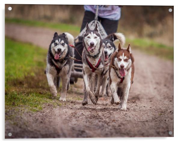 Siberian huskies during a race Acrylic by Hamperium Photography