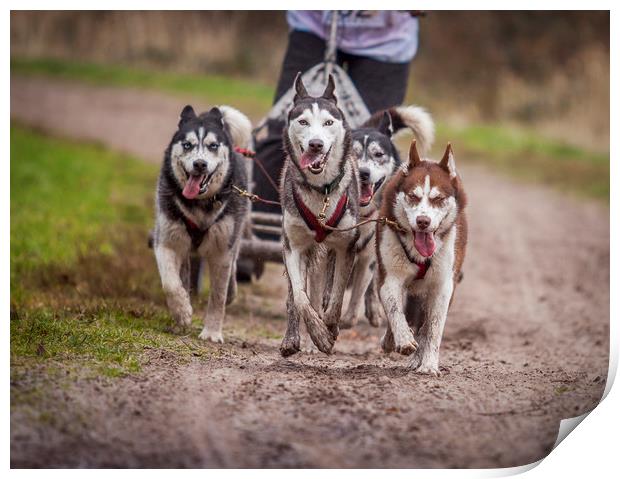 Siberian huskies during a race Print by Hamperium Photography