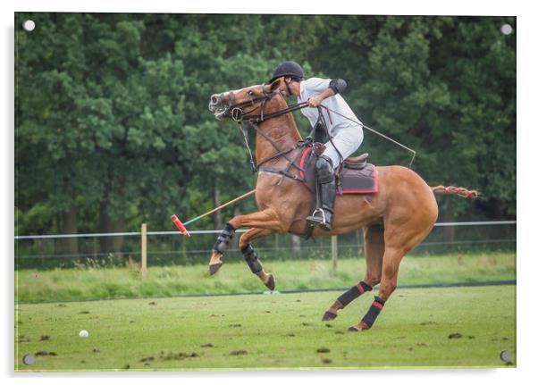 Polo competition in Belgium Acrylic by Hamperium Photography