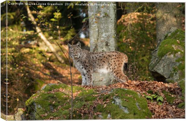 Eurasian Lynx (Lynx lynx) standing on rock Canvas Print by Lisa Louise Greenhorn