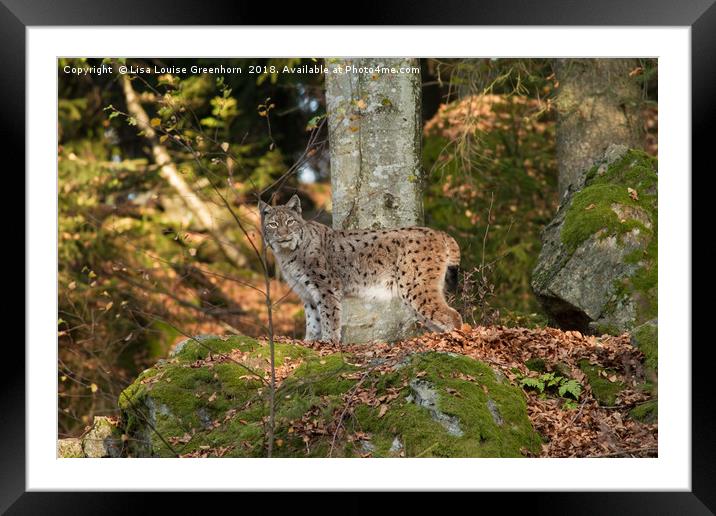 Eurasian Lynx (Lynx lynx) standing on rock Framed Mounted Print by Lisa Louise Greenhorn