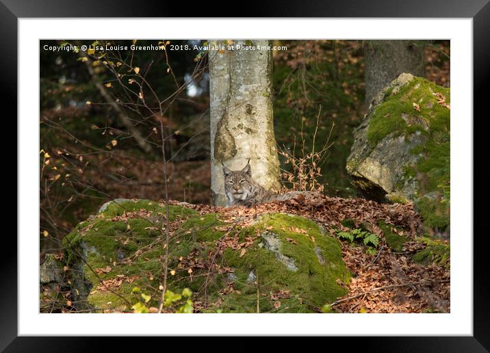 Eurasian Lynx (Lynx lynx) Resting on rock Framed Mounted Print by Lisa Louise Greenhorn