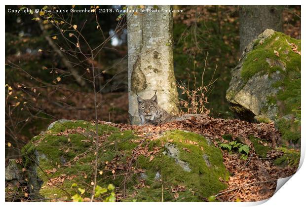 Eurasian Lynx (Lynx lynx) Resting on rock Print by Lisa Louise Greenhorn