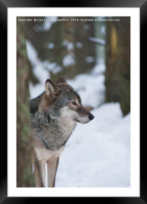 European Grey Wolf in snow Framed Mounted Print by Lisa Louise Greenhorn