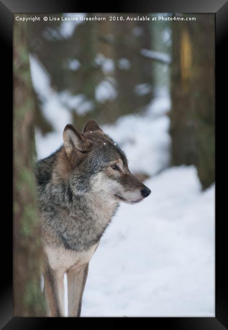 European Grey Wolf in snow Framed Print by Lisa Louise Greenhorn