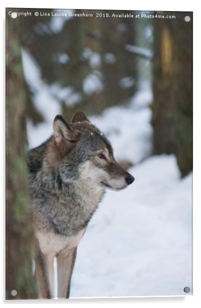 European Grey Wolf in snow Acrylic by Lisa Louise Greenhorn