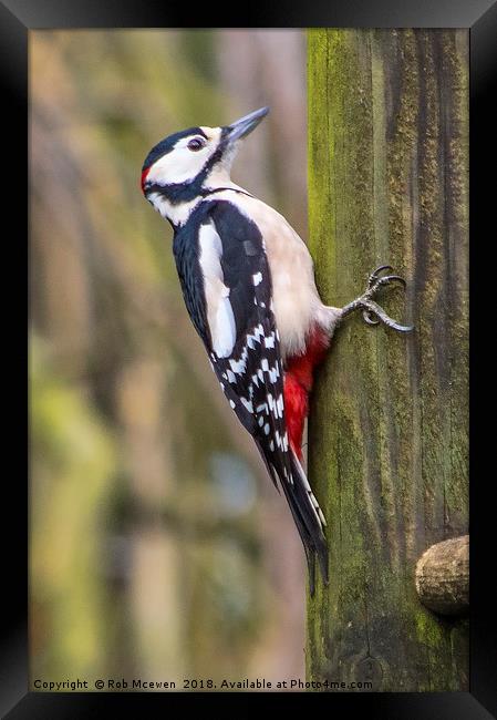 Great spotted woodpecker Framed Print by Rob Mcewen