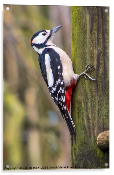 Great spotted woodpecker Acrylic by Rob Mcewen