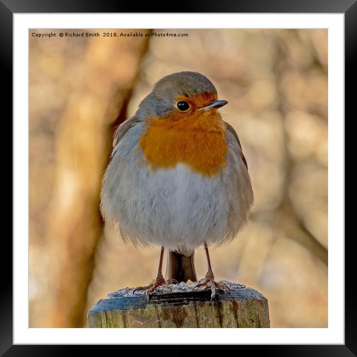 Robin redbreast (Erithacus rubecula) Framed Mounted Print by Richard Smith
