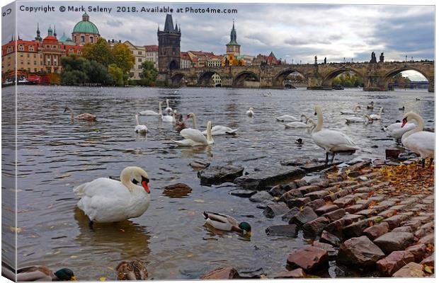 Swans and Karluv most                              Canvas Print by Mark Seleny
