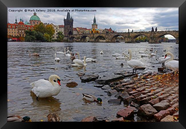 Swans and Karluv most                              Framed Print by Mark Seleny