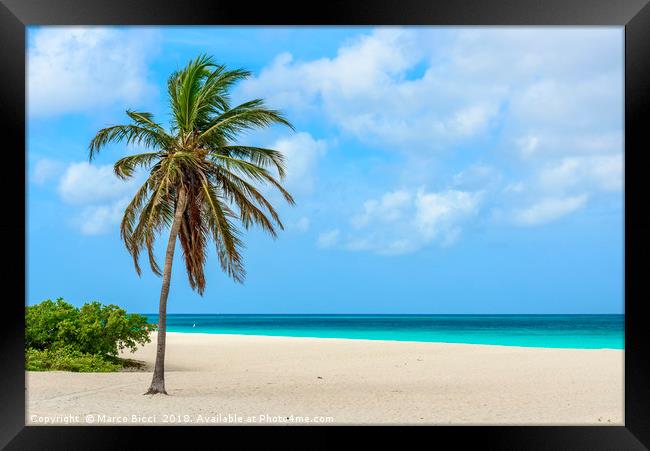 Palm tree alone on the white sand of the Eagle Bea Framed Print by Marco Bicci