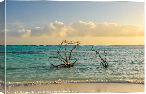 Dried branches emerge from the Carribean sea of Ar Canvas Print by Marco Bicci