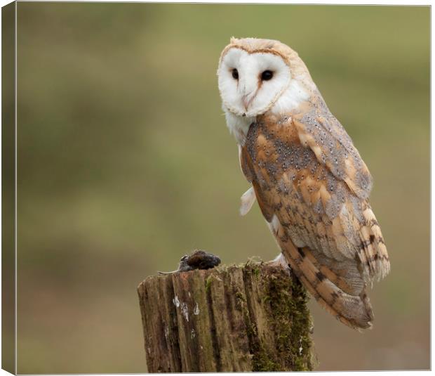 Barn Owl with prey Canvas Print by Jonathan Thirkell