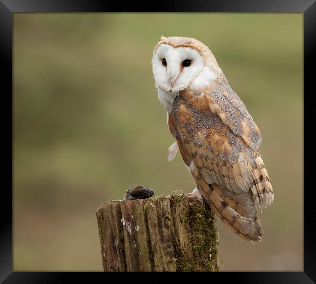 Barn Owl with prey Framed Print by Jonathan Thirkell