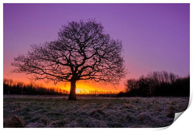 Lone Tree Sunrise Print by Jason Moss