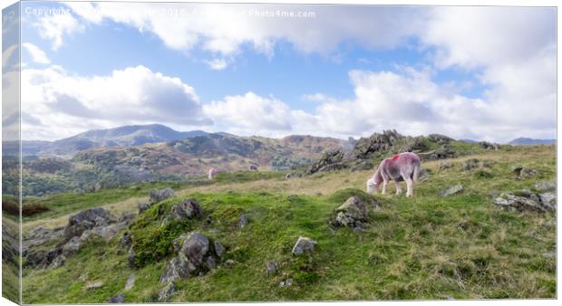 Herdwick Sheep near Spedding Crag, Chapel Stile, l Canvas Print by Steven Garratt