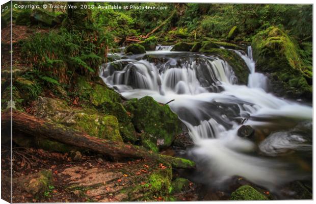 Golitha Falls Canvas Print by Tracey Yeo