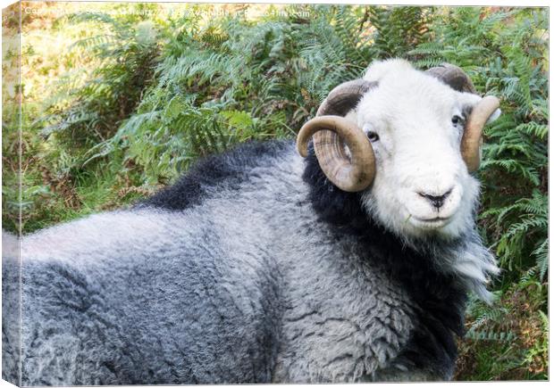 Herdwick sheep Near Coniston, Cumbria Canvas Print by Steven Garratt