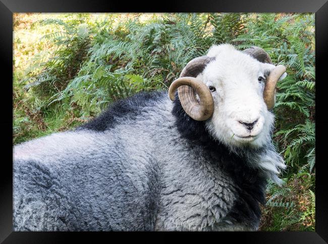 Herdwick sheep Near Coniston, Cumbria Framed Print by Steven Garratt