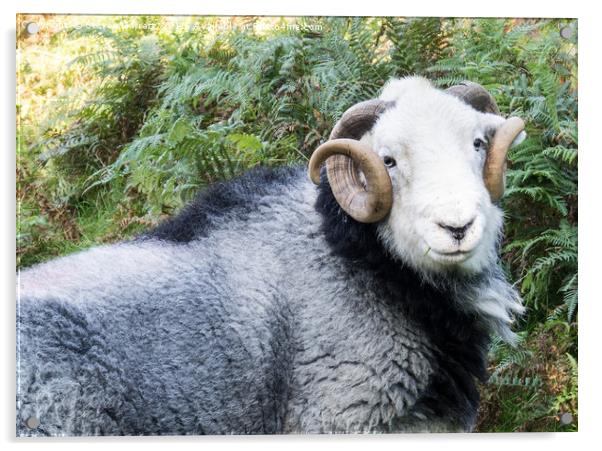Herdwick sheep Near Coniston, Cumbria Acrylic by Steven Garratt