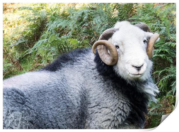 Herdwick sheep Near Coniston, Cumbria Print by Steven Garratt