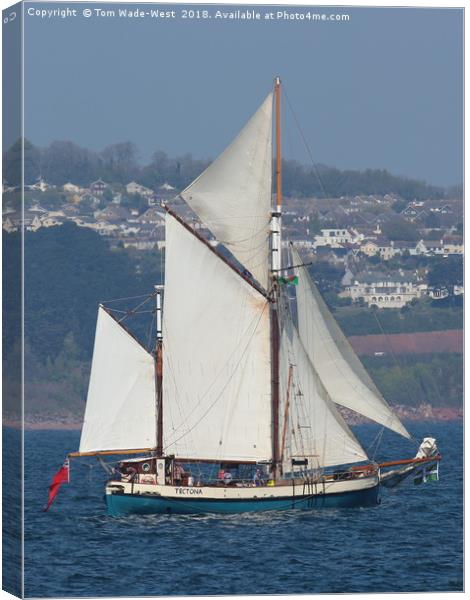 Gaff-Rigged Ketch Tectona sailing in Torbay Canvas Print by Tom Wade-West