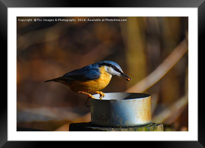 Nuthatch Feeding Framed Mounted Print by Derrick Fox Lomax