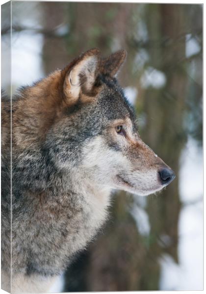 European Grey Wolf in snow Canvas Print by Lisa Louise Greenhorn