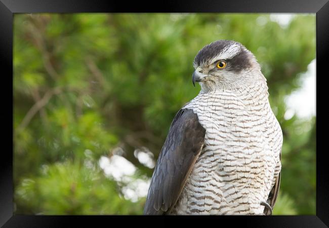 Adult Feamle Goshawk (Accipiter gentilis) side por Framed Print by Lisa Louise Greenhorn