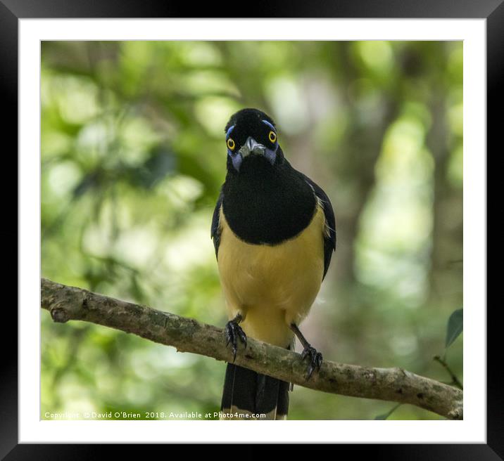 South American Crested Jay Framed Mounted Print by David O'Brien