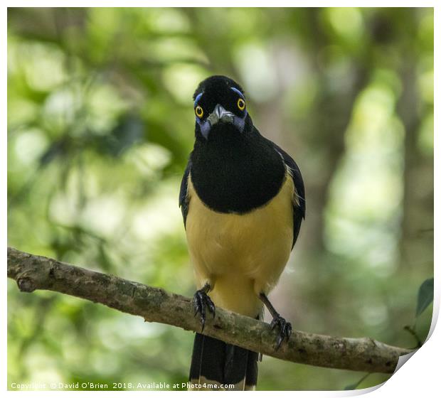South American Crested Jay Print by David O'Brien