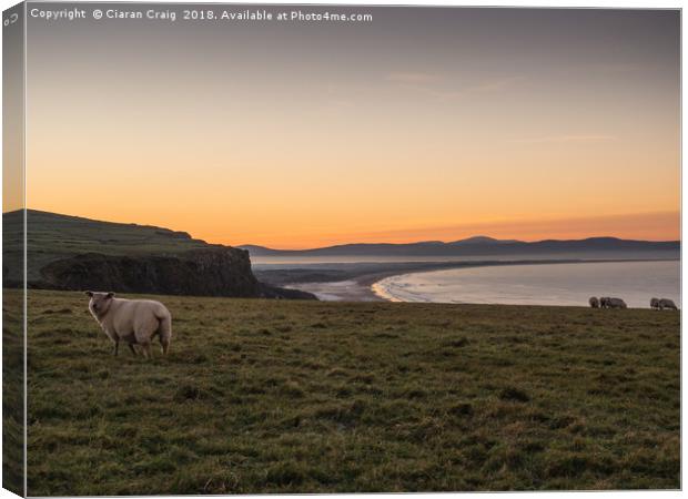 Sheep enjoying the sunset  Canvas Print by Ciaran Craig