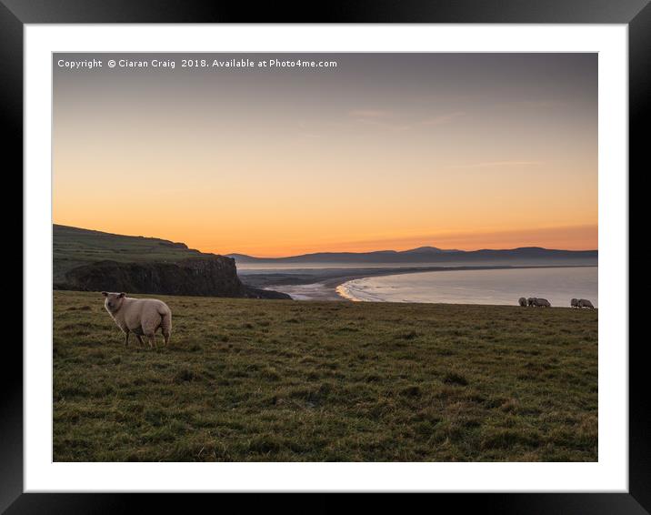 Sheep enjoying the sunset  Framed Mounted Print by Ciaran Craig
