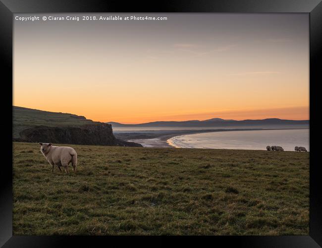Sheep enjoying the sunset  Framed Print by Ciaran Craig